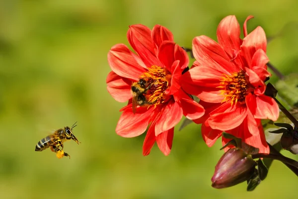 uçuş ve bumblebee çiçek dahlia üzerinde arı (API)
