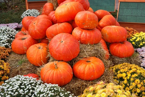 Zucca, pila di verdure e crisantemo (Dendranthema), Halloween — Foto Stock