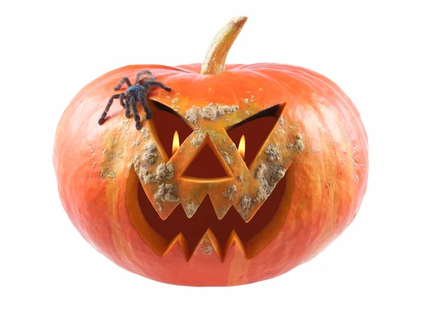 Pumpkin, halloween, old jack-o-lantern on white background with fiery flames in the eyes, and Tarantula Antilles Pinktoe (Avicularia versicolor) — Stock Photo, Image