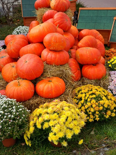 Pumpa, stack grönsaker och krysantemum (dendranthema), halloween — Stockfoto