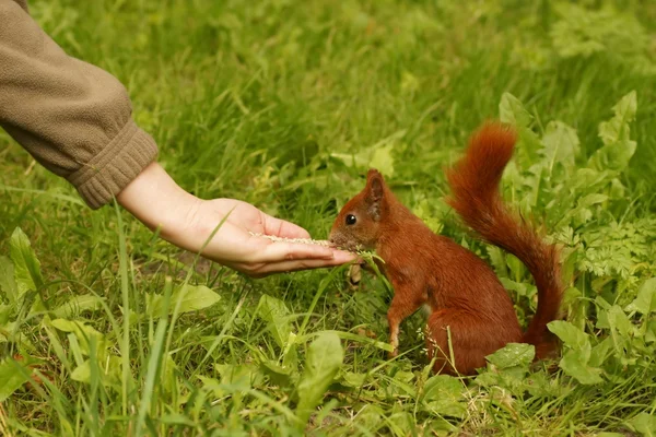 Squirrel fed from the hand of sunflower seeds — Stock Photo, Image