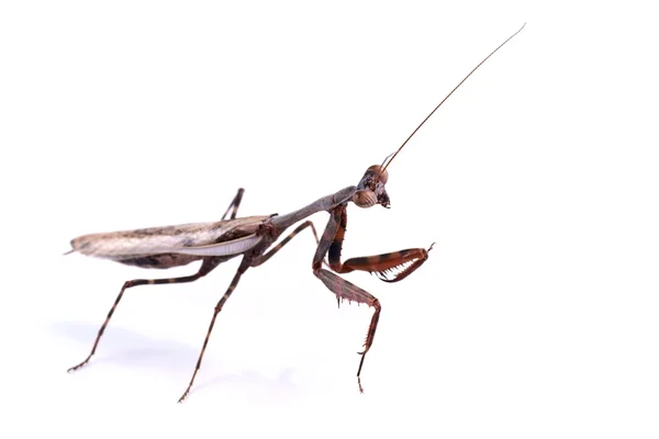 Mantis (Parasphendale affinis) - Stock-foto