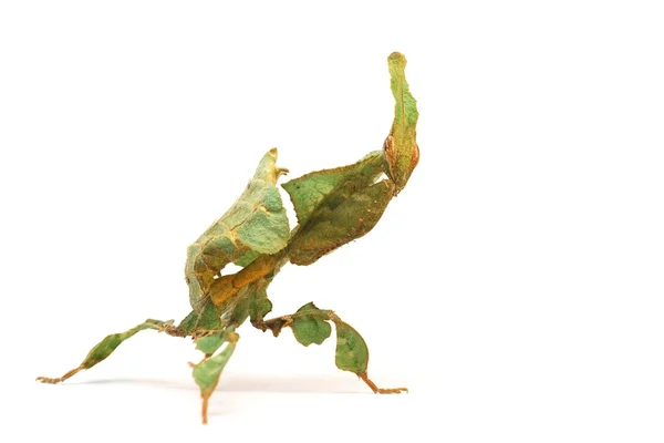 Mantis (Phyllocrania paradoxa) — Stockfoto