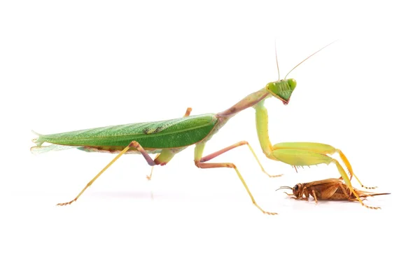 Gineli mantis (mide sphodromantis), cırcır, beyaz zemin üzerine izole avcılık erkek — Stok fotoğraf