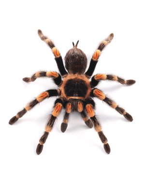 Tarantula örümceği, kadın (brachypelma smithi)