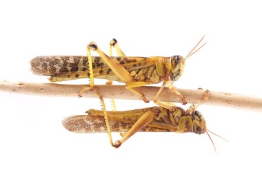 Locust, Desert locust (Schistocerca gregaria) during the mating season clipart