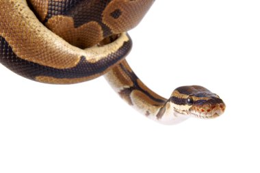 Python regius üzerinde arka plan beyaz, olarak da bilinen Kraliyet python ya top python