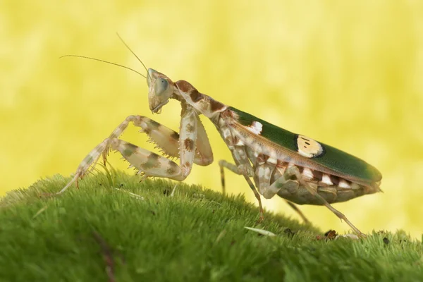 Gottesanbeterin (creobroter gemmatus), befruchtetes Weibchen — Stockfoto