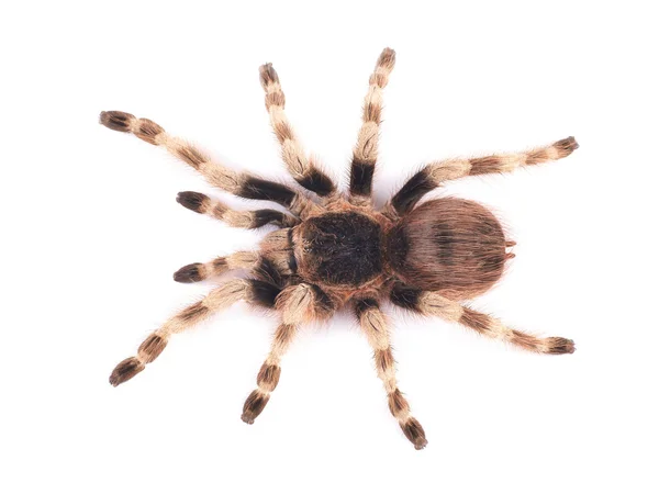 Tarantula spin, vrouwelijke (nhandu coloratovilosum) — Stockfoto