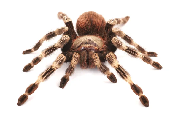 Tarantula örümceği, kadın (vitalius paranaensis) — Stok fotoğraf