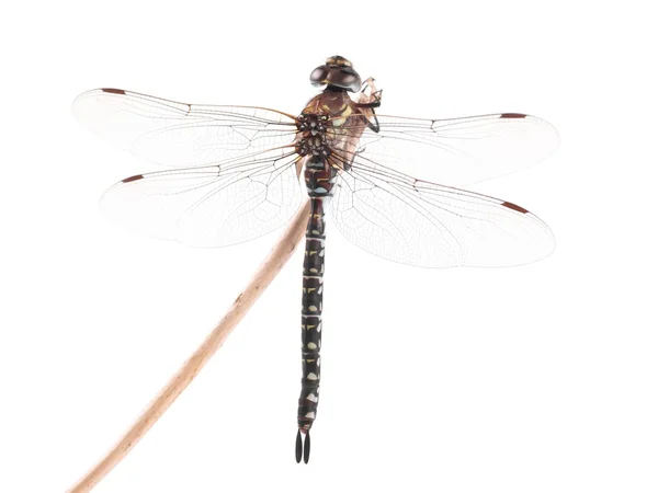 Dragonfly, Migrant Hawker (Aeshna mixta), on a white background — Stock Photo, Image