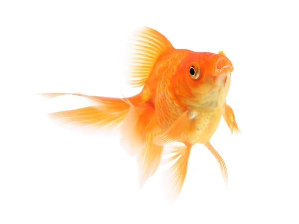 Guldfisk på vit bakgrund — Stockfoto