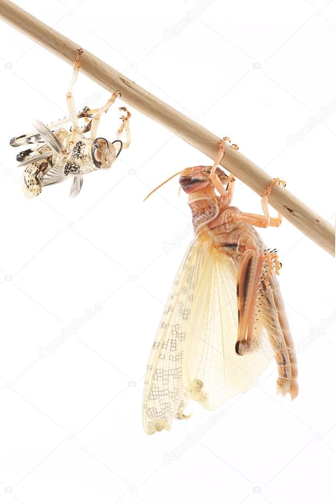 Locust, Desert locust (Schistocerca gregaria), immediately after molt