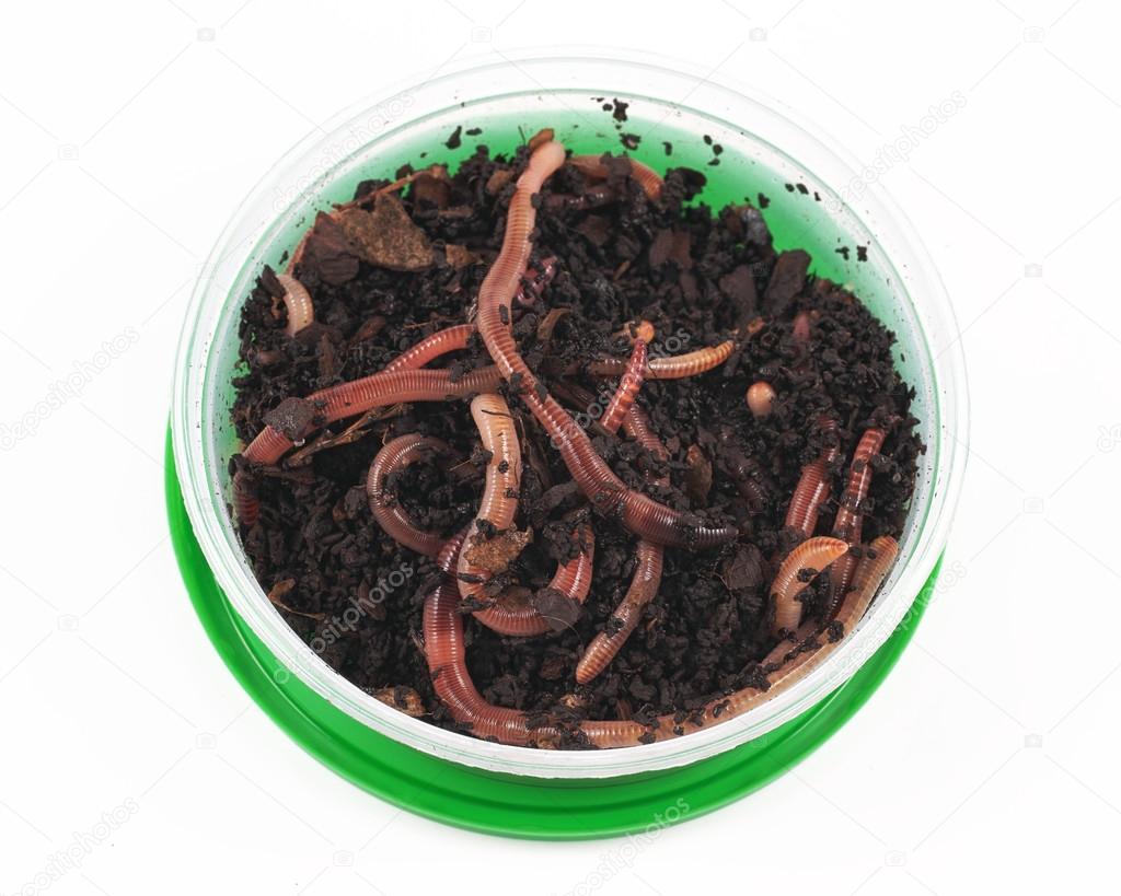 Fishing, live bait, Earthworm, red worm Dendrobena in a box Stock