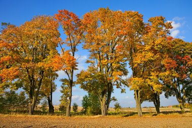 Autumn, avenue Maples (Acer L.)