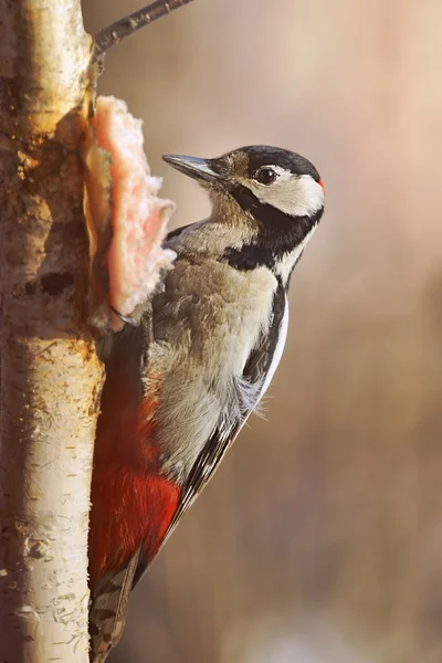 Buntspecht (Dendrocopos major) frisst Schweinefett, das an der Birke hängt — Stockfoto