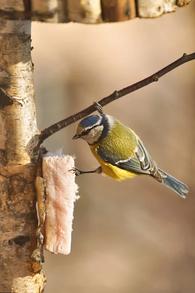 Blaumeisen (cyanistes caeruleus), auf Zweigen und verzehrtem Speck — Stockfoto