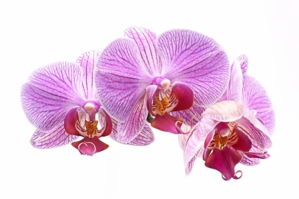 Orquídeas, Phalaenopsis púrpura — Foto de Stock