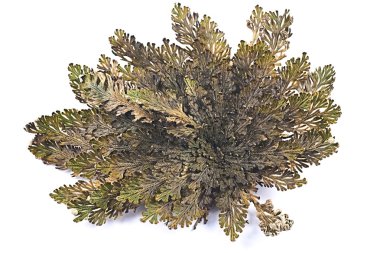 Rose of Jericho (Selaginella lepidophylla), bilinen diğer adları dahil Jericho gül, diriliş moss, dinozor bitki, taş çiçek, diriliş bitki, Mary'nin çiçek, Filistin tumbleweed.