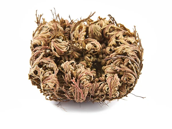 Rosa de Jericó (Selaginella lepidophylla), otros nombres comunes incluyen rosa de Jericó, musgo de resurrección, planta de dinosaurios, flor de piedra, planta de resurrección, flor de María, planta palestina tumbleweed . —  Fotos de Stock