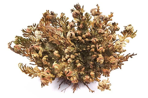 Rose of Jericho (Selaginella lepidophylla), bilinen diğer adları dahil Jericho gül, diriliş moss, dinozor bitki, taş çiçek, diriliş bitki, Mary'nin çiçek, Filistin tumbleweed.