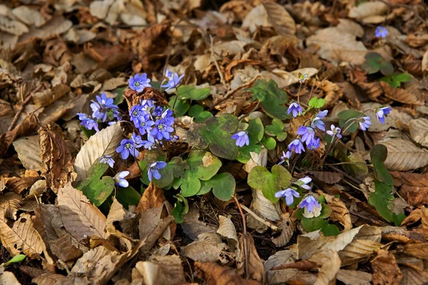 Liverwort, jaterník podléška (jaterní nobilis) kvetoucí na jaře na louce — Stock fotografie