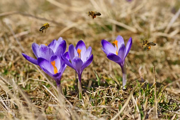 Api mellifere (Apis mellifera), api che sorvolano i crochi in primavera su un prato di montagna nei Monti Tatra, Polonia — Foto Stock