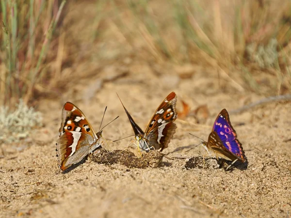 Lesser Purple Emperor (Apatura ilia), butterflies feeding on feces — Stock Photo, Image