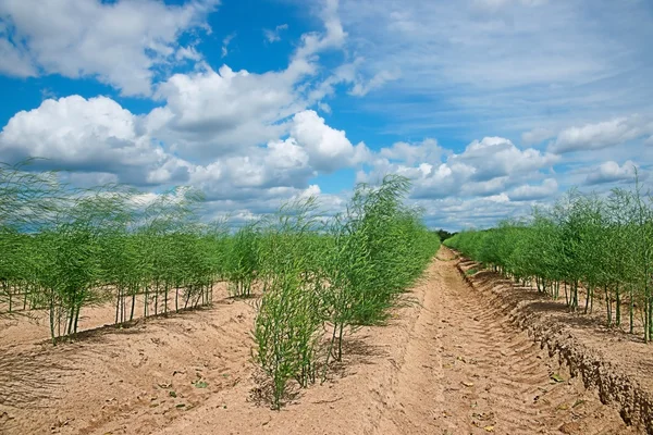 Plantation of asparagus — Stock Photo, Image