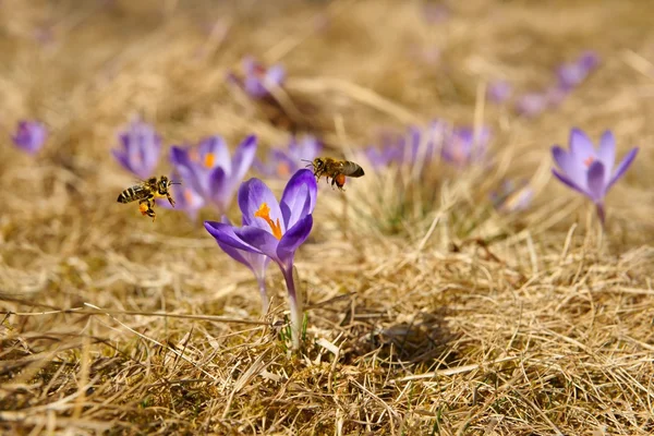 Медоносные пчелы (Apis mellifera), пчелы, летящие над крокусами весной на горном лугу в горах Татры, Польша — стоковое фото