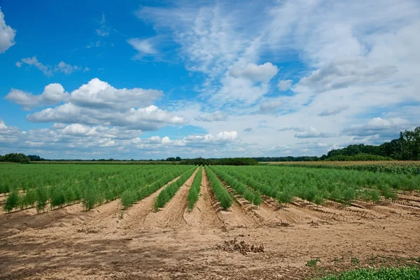 Plantação de espargos — Fotografia de Stock