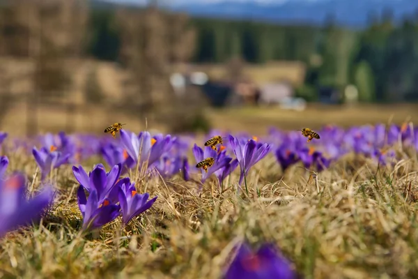 Méhek (apis mellifera), méhek repülés alatt a krókuszok tavaszán egy hegyi rét a Tátra, Lengyelország — Stock Fotó