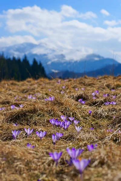 Krokusy na jaře na horské louce v Tatrách, Polsko — Stock fotografie