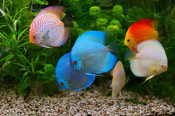 Disco (Symphysodon), cíclidos multicolores en el acuario, los peces de agua dulce nativos de la cuenca del río Amazonas —  Fotos de Stock