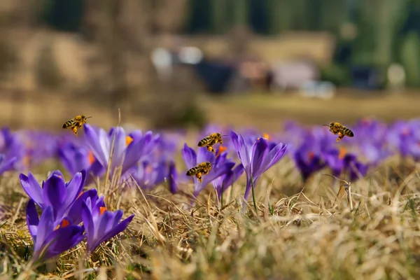 Медоносные пчелы (Apis mellifera), пчелы, летящие над крокусами весной на горном лугу в горах Татры, Польша — стоковое фото