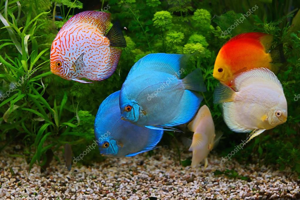 Discus (Symphysodon), multi-colored cichlids in the aquarium, the freshwater  fish native to the  River basin Stock Photo by ©MirekKijewski 70703001