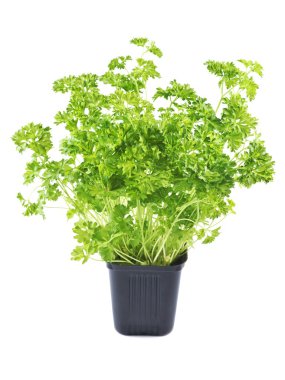 Saksı beyaz zemin üzerine maydanoz