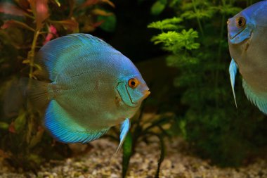 Discus (Symphysodon), cichlids in the aquarium, the freshwater fish native to the Amazon River basin