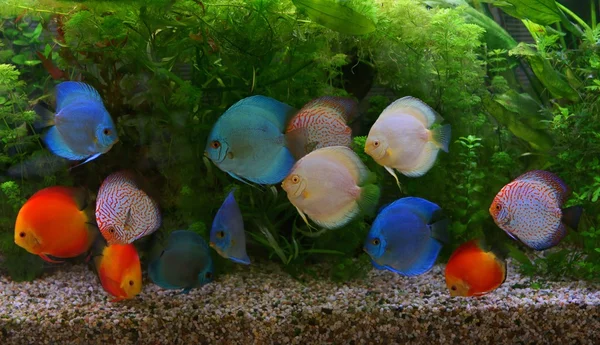 Discus (Symphysodon), ciclidi multicolori in acquario, i pesci d'acqua dolce nativi del bacino del Rio delle Amazzoni — Foto Stock