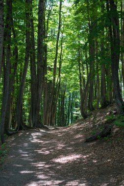 Kafkasya tabiatı görkemli dağ manzarası