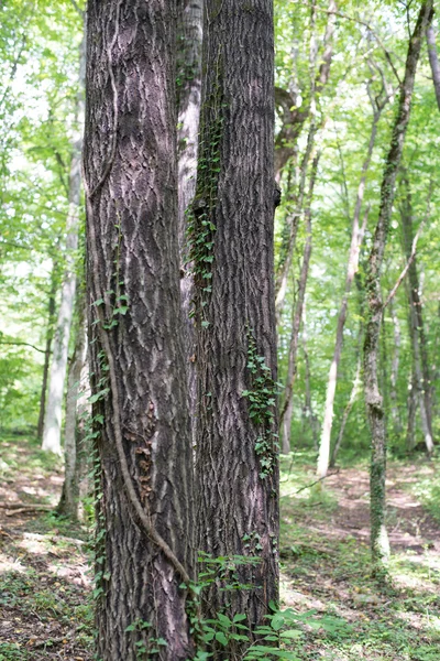 Die majestätische Berglandschaft des Kaukasus-Naturschutzgebietes — Stockfoto