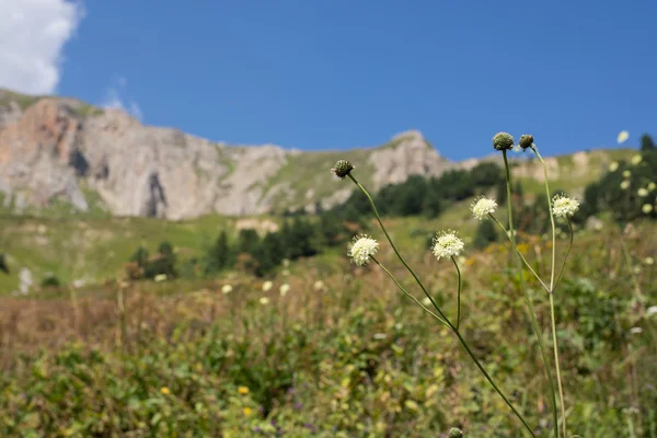 Majestátní horské scenérie přírodní rezervace Kavkaz — Stock fotografie
