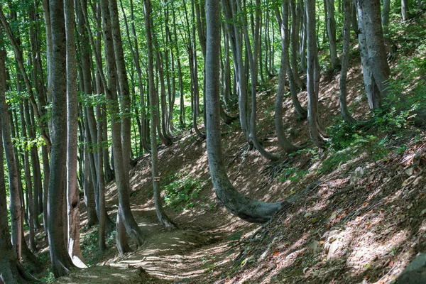 雄伟的山脉风景的高加索地区自然保护区 — 图库照片