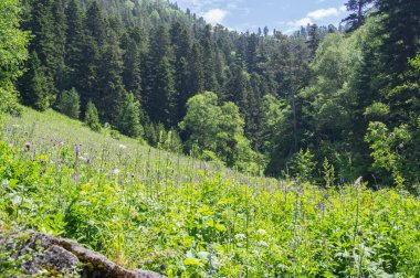 Kafkasya tabiatı görkemli dağ manzarası