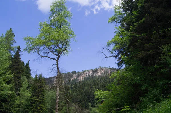 Il maestoso scenario montano della Riserva Naturale del Caucaso — Foto Stock