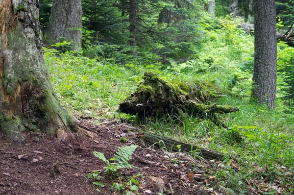 Die majestätische Berglandschaft des Kaukasus-Naturschutzgebietes — Stockfoto