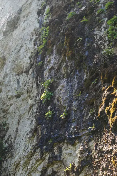 Les paysages montagneux majestueux de la réserve naturelle du Caucase — Photo