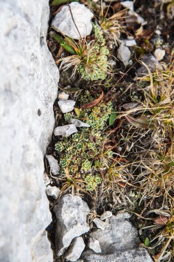 Güzel ve görkemli dağlar Kafkasya doğa rezerv