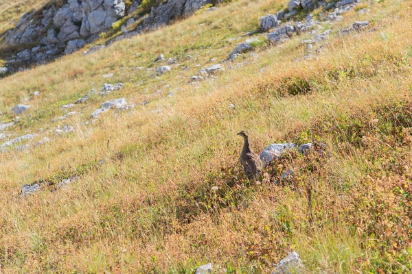 Güzel ve görkemli dağlar Kafkasya doğa rezerv — Stok fotoğraf