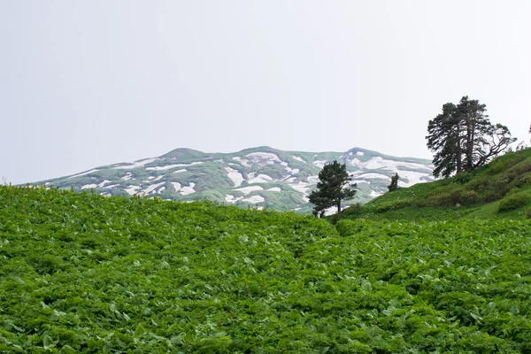 Mooi berglandschap van het natuurreservaat van de Kaukasus — Stockfoto